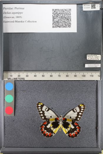 Media type: image;   Entomology 140097